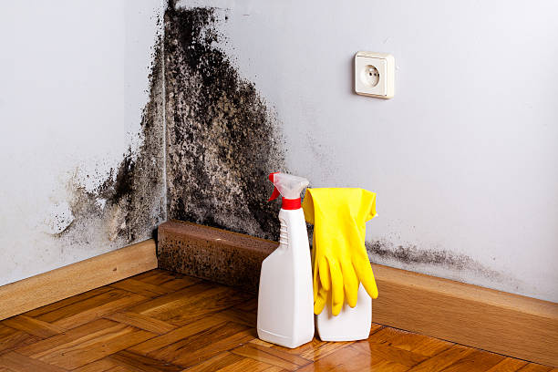 Mold Removal Process in Barrington, NJ